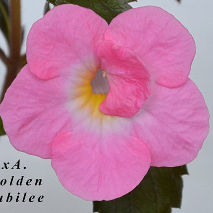 Achimenes xA Golden Jubillee