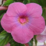 Achimenes xA Golden Jubillee