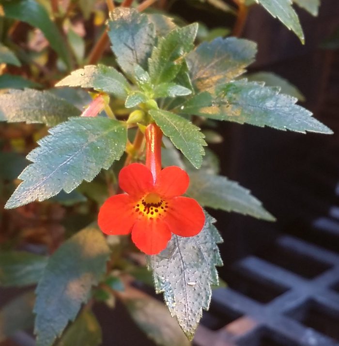 Achimenes Admirabilis - imagine 2