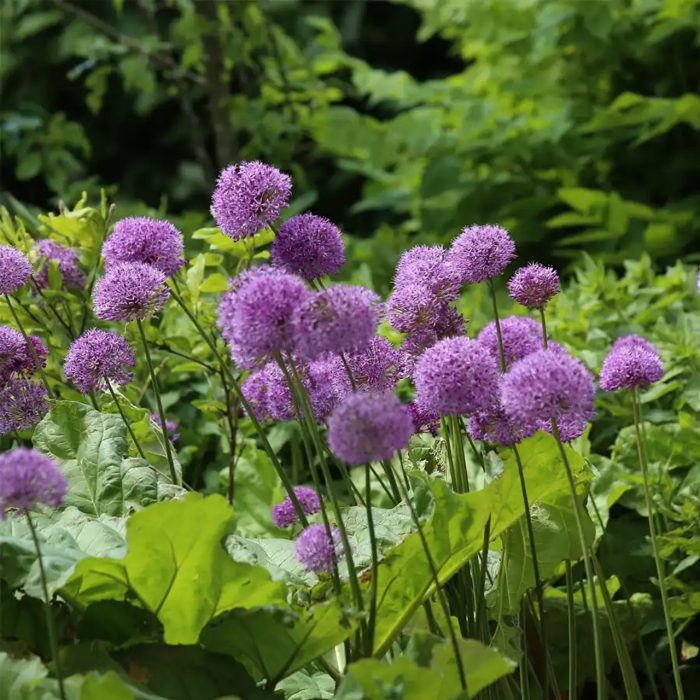 ALLIUM MILLENIUM