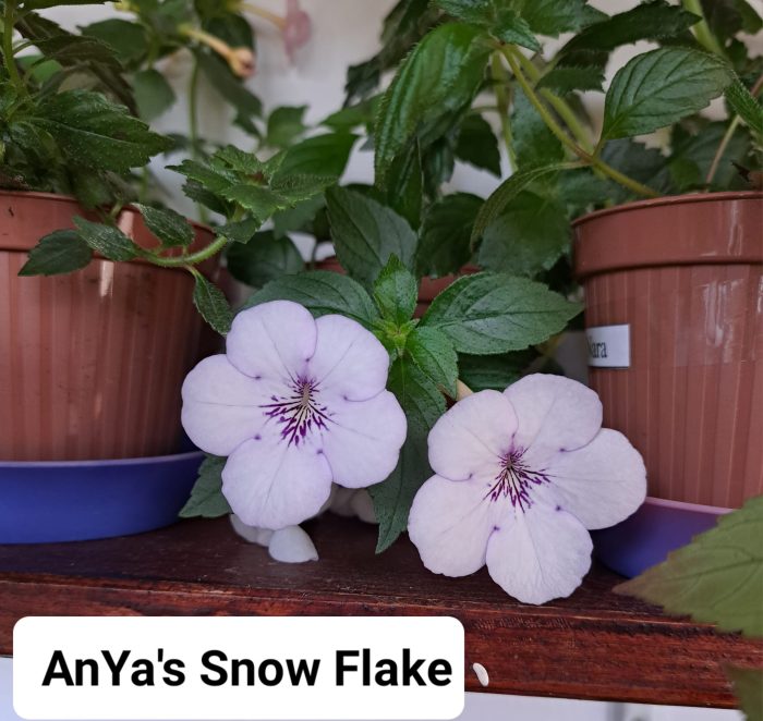 Achimenes AnYa's Snow Flake - imagine 2