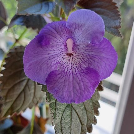 Achimenes AnYa's Gossamer