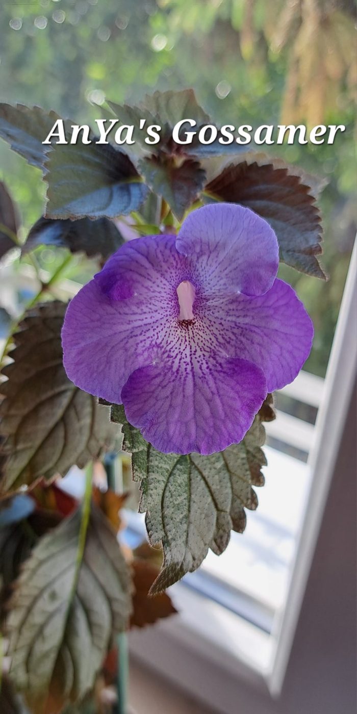 Achimenes AnYa's Gossamer