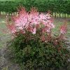 ASTILBE DELFT LACE JAPONICA®