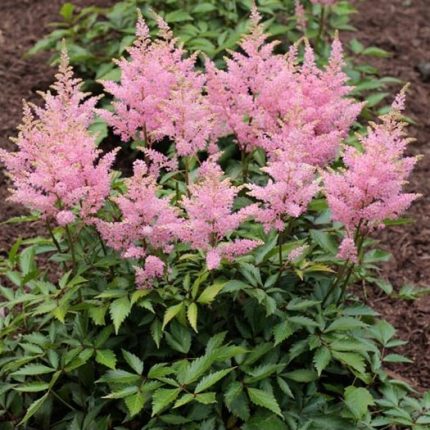 ASTILBE VISION IN PINK