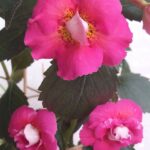 Achimenes Aurika Ashcoft