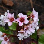 BERGENIA RIPPLE EFFECT