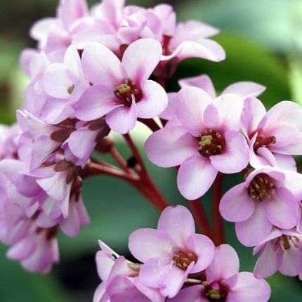 BERGENIA RIPPLE EFFECT