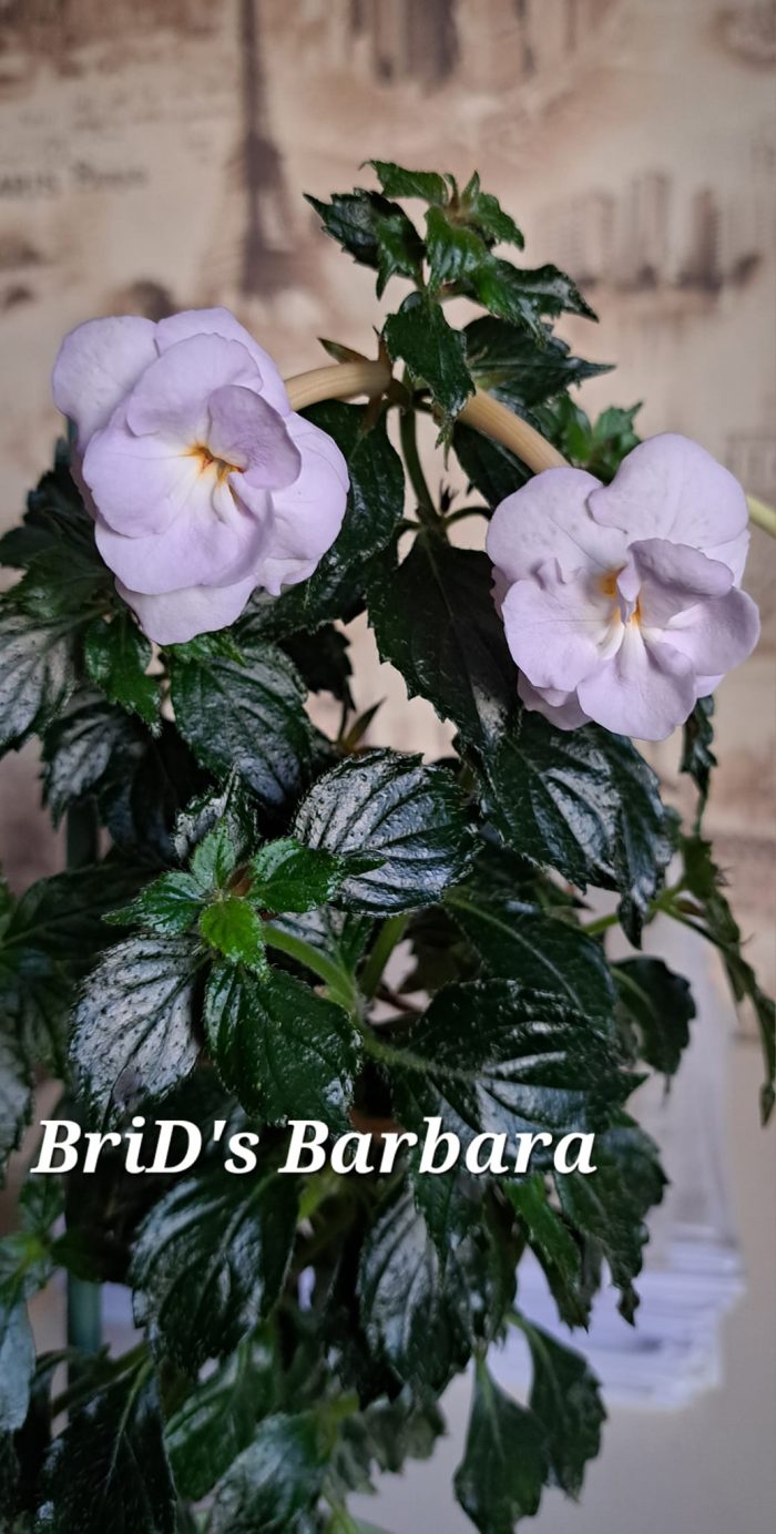 Achimenes BriD's Barbara - imagine 2