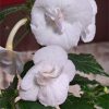 Achimenes BriD's Cataleya