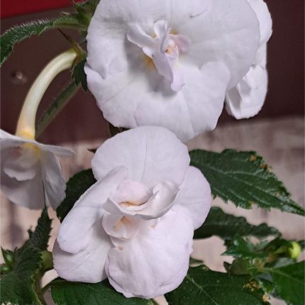 Achimenes BriD's Cataleya