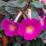 Achimenes BriD's Gabriella