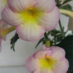 Achimenes BriD's Helena