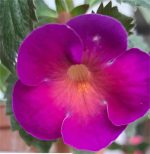 Achimenes BriD's Maria