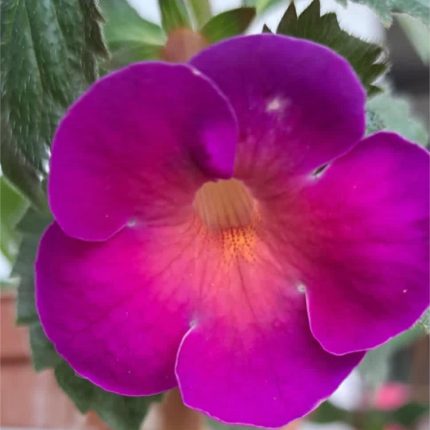 Achimenes BriD's Maria