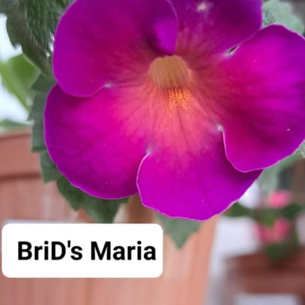 Achimenes BriD's Maria