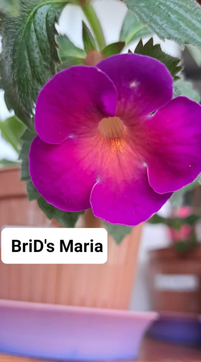 Achimenes BriD's Maria