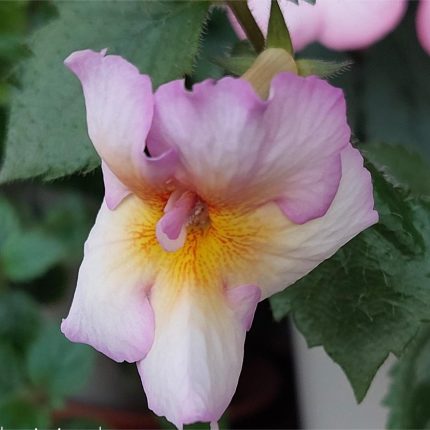 Achimenes BriD's Marlene