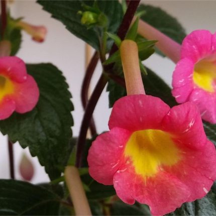 Achimenes BriD's Nara