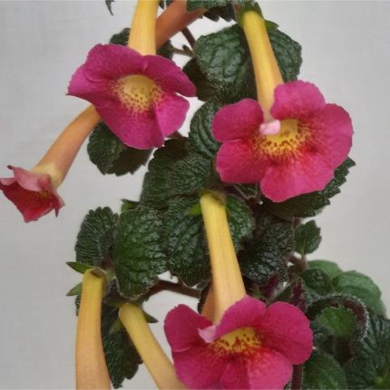 Achimenes BriD's Pauline
