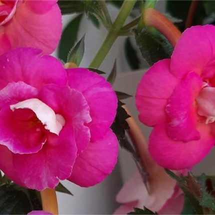 Achimenes BriD's Susanne