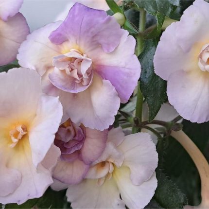 Achimenes BriD's Viktoria