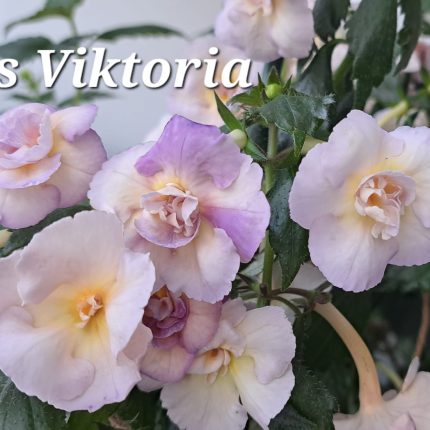 Achimenes BriD's Viktoria