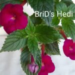 Achimenes Brid's Hedi