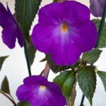 Achimenes Brid's Luisa