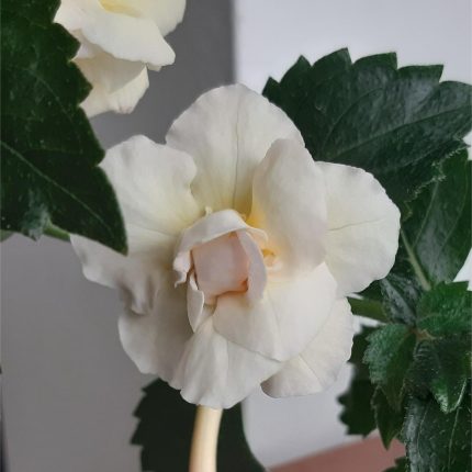 Achimenes Brid's Luiza Maria