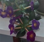 Achimenes Brid's Magie
