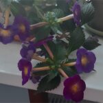 Achimenes Brid's Magie