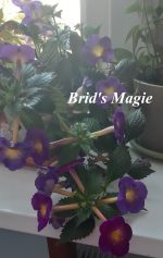 Achimenes Brid's Magie
