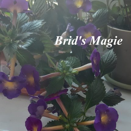 Achimenes Brid's Magie