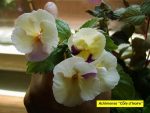 Achimenes Cote d'Ivoire - imagine 2