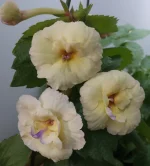 Achimenes Cote d'Ivoire