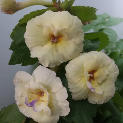 Achimenes Cote d'Ivoire