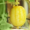 Semințe castravete Lemon 100 semințe