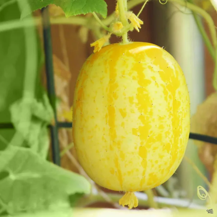 Semințe castravete Lemon 100 semințe