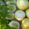 Semințe castravete Lemon 100 semințe
