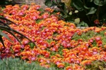DELOSPERMA FIRE SPINNER