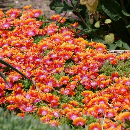 DELOSPERMA FIRE SPINNER