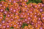 DELOSPERMA FIRE SPINNER