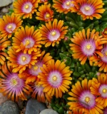 DELOSPERMA FIRE SPINNER
