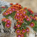 DELOSPERMA FIRE SPINNER