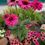 ECHINACEA MAGENTA SUNSEEKERS