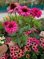 ECHINACEA MAGENTA SUNSEEKERS
