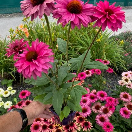 ECHINACEA MAGENTA SUNSEEKERS