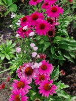 ECHINACEA MAGENTA SUNSEEKERS