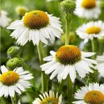 ECHINACEA WHITE MEDITATION